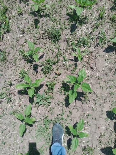 Вопросы из чатов: можно ли применить гербицид с микроудобрениями?