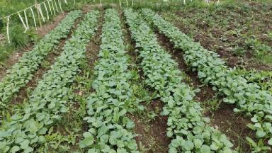 Влияние ряда стимуляторов на пшеницу кукурузу и рапс. Продолжение.