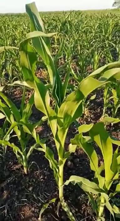 Вопросы из чатов: можно ли провести подкормку?