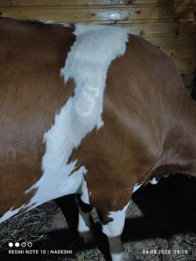 Вопросы из чатов: почему у коровы появилась шишка в области плечевой кости? 