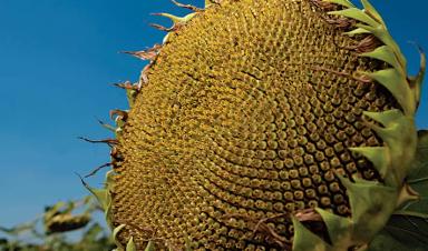 Сузука (SUZUKA) гибрид подсолнечника Сингента