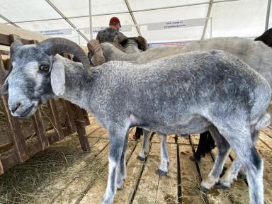 Каракульская порода овец