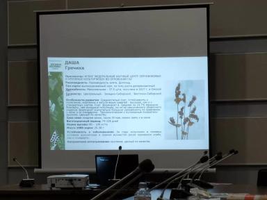 Даша гречиха