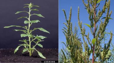 Настройка опрыскивателя для эффективной борьбы с сорняками.