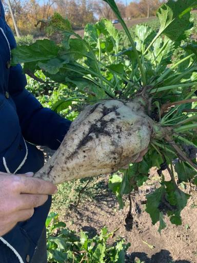 Точный сев - залог отличного урожая. Свеклоуборочный комбайн Holmer Terra Dos T4