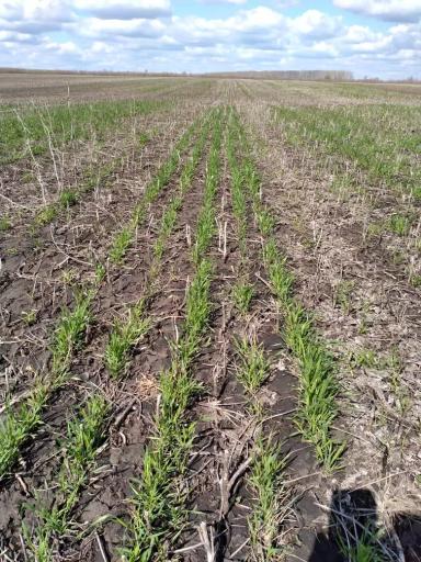 600 га озимых на пересев