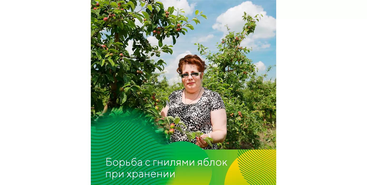Профилактика гнилей яблок при хранении