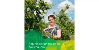 Профилактика гнилей яблок при хранении