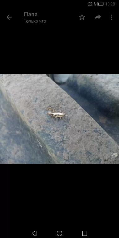 Яровая Пшеница