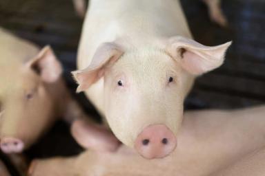 Кормление ремонтных свинок как ключ к их долголетию и продуктивности