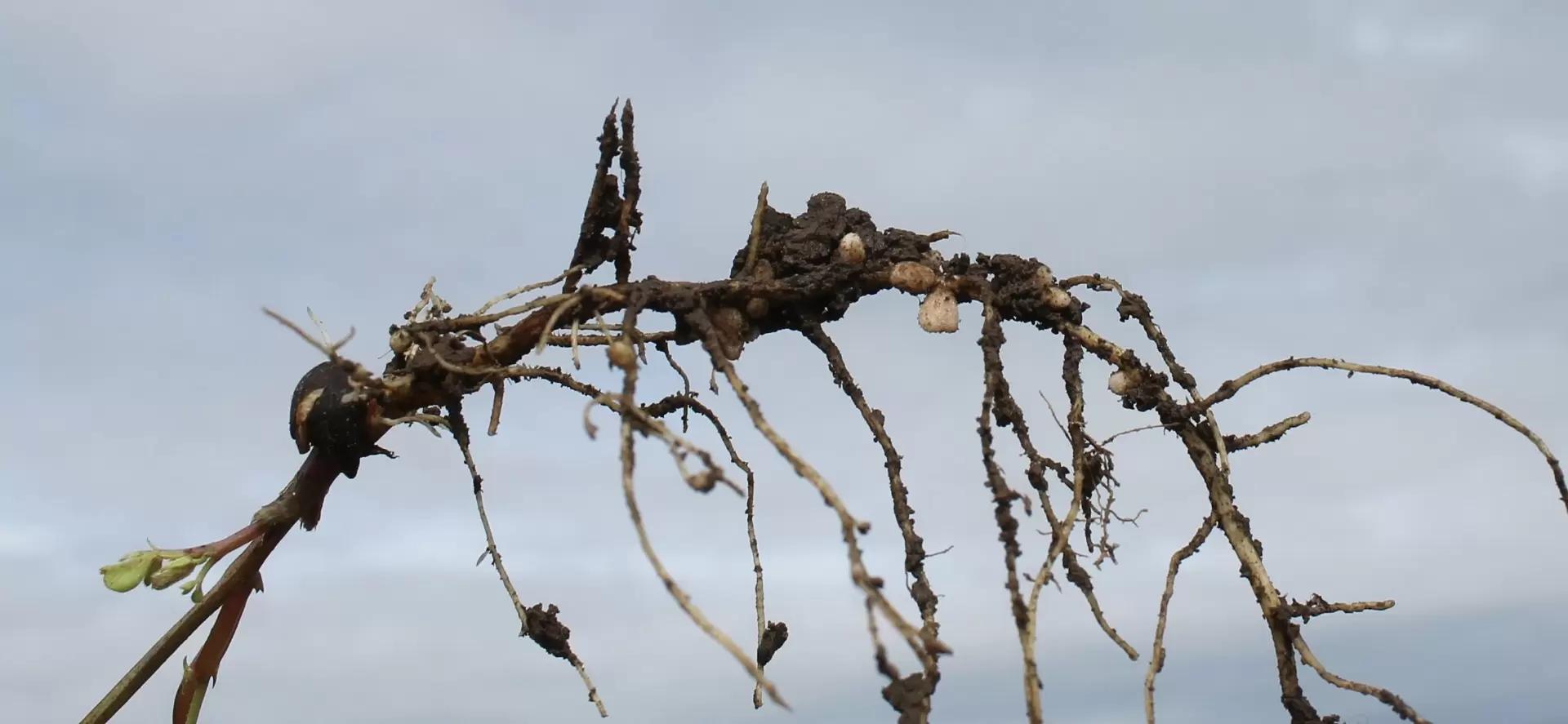 Осенняя оценка  эффективности покровных культур – срок отбора проб для анализа