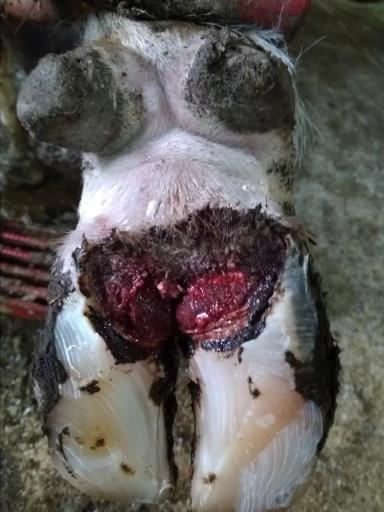 Схема лечения пальцевого дерматита