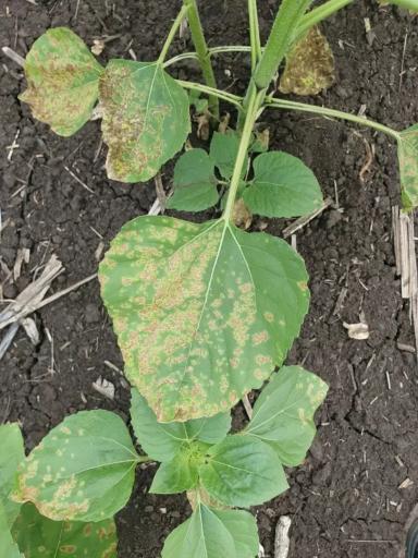 Вопросы из чатов: что за болезнь?