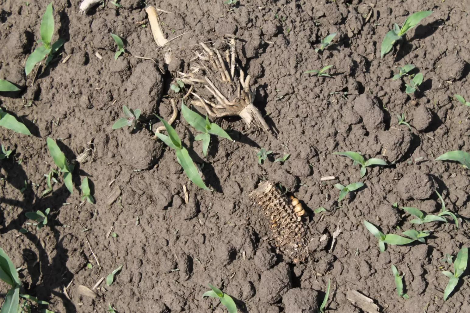 Здоровье  людей, сельскохозяйственных животных и почв – связь очевидна!