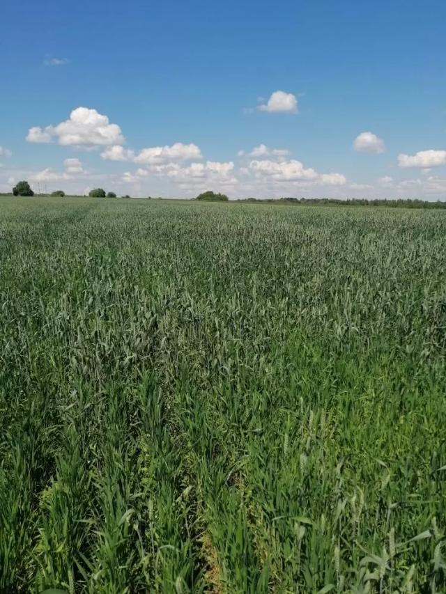 Агромониторинг