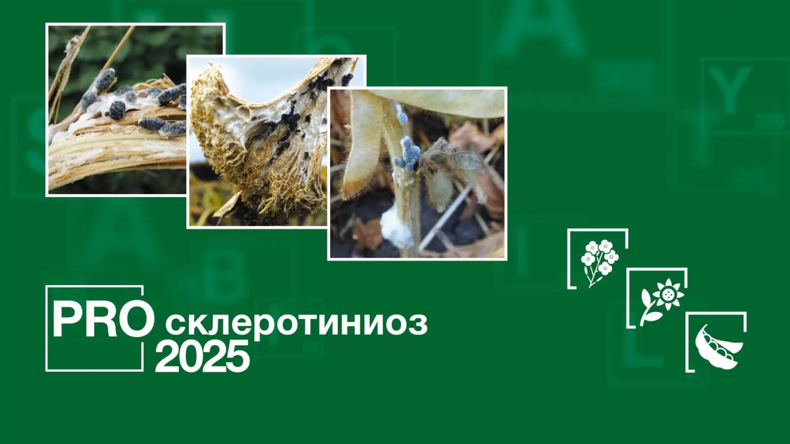 PRO склеротиниоз