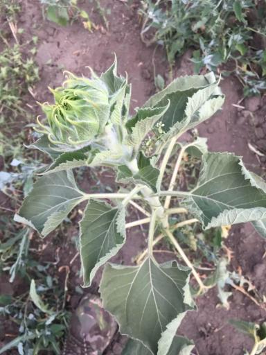 Что с подсолнечником, заворачиваются листья?