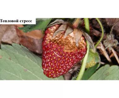 Проблемы выращивания земляники садовой – 10 ключевых причин