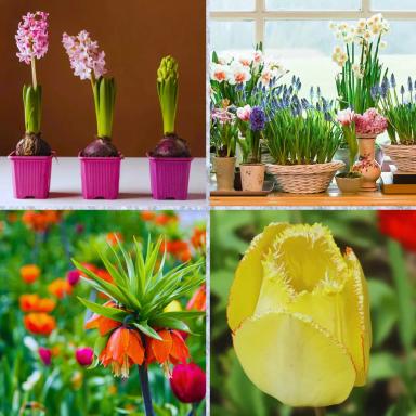 Ноябрь - время высадки, но с нюансами! 🍁🍂