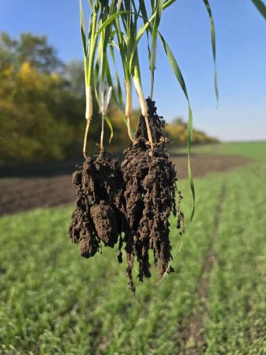 Обработка озимой пшеницы Фуроланом