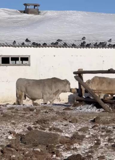 Убойных выход мяса % реальные цифры