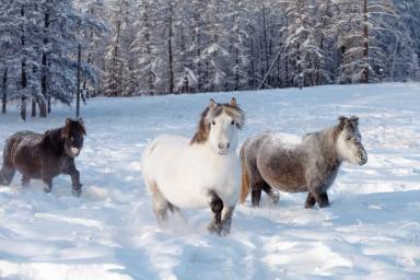 Якутская порода лошадей