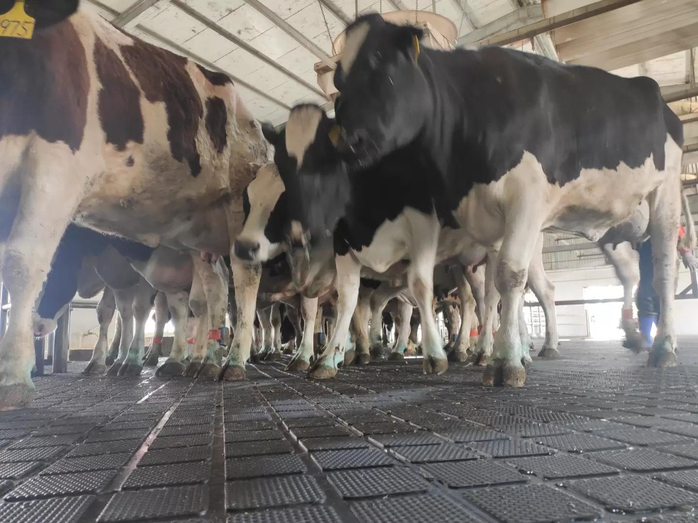 Комфорт для коров