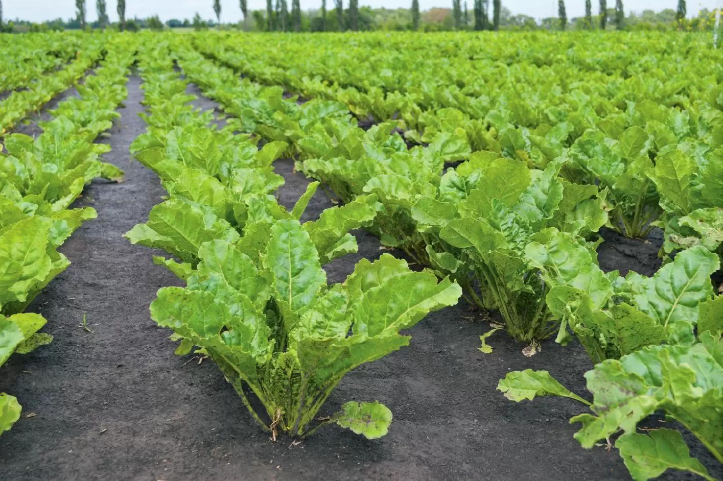 На Кубани начали сеять сахарную свеклу