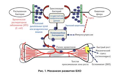 Хромота бройлеров: как избежать убытков