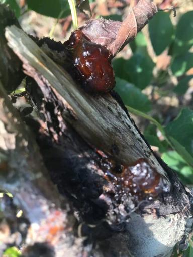 Бактериальный рак черешни