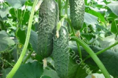 Семена Огурца Мамлюк F1