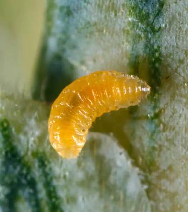 Желтая злаковая галлица (пшеничный комарик)