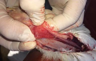 Инфекционный ларинготрахеит птицы — материалы Пенсильванского университета