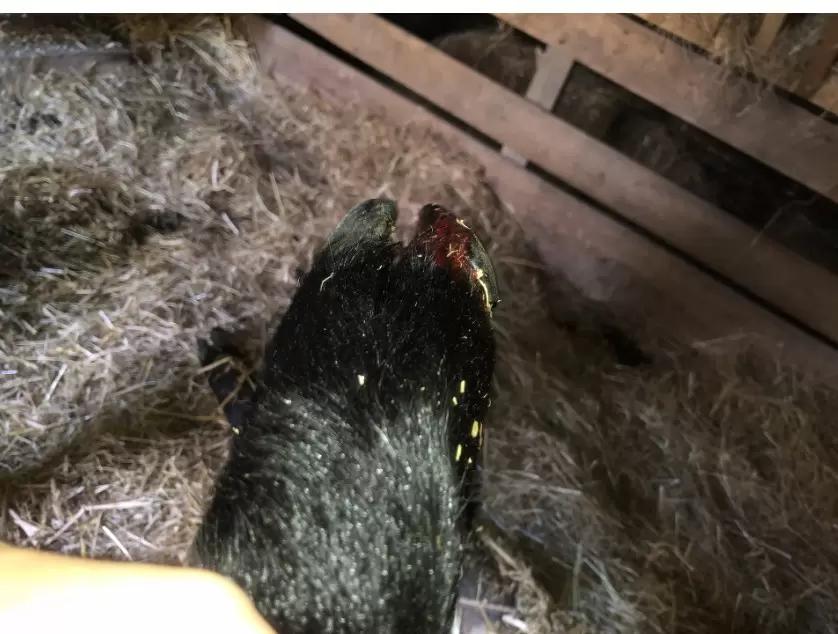 Вопросы из чатов: что делать, если у барана повреждено копыто?