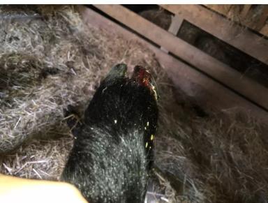 Вопросы из чатов: что делать, если у барана повреждено копыто?