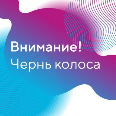 Чернь колоса зерновых культур – разбираем данное явление