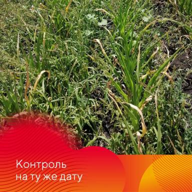 Результаты испытаний гербицида на кукурузе