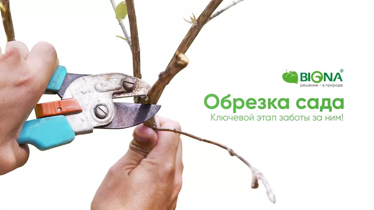 Обрезка сада — ключевой этап заботы за ним! 🌳✂️