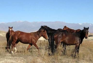 Новокиргизская порода лошадей
