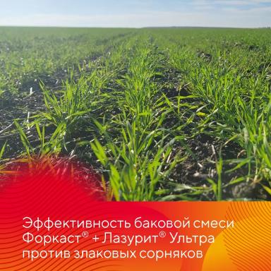 Результаты осенней обработки озимых гербицидами Форкаст® и Лазурит® Ультра