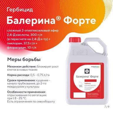 «Вредный объект? У «Августа» ответ!» – осот розовый в посевах зерновых