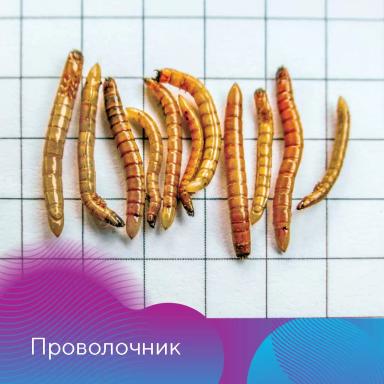 Подготовка семян к яровому севу