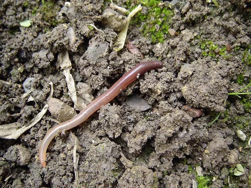 Копролиты  червей или как черви  оздоравливают почву