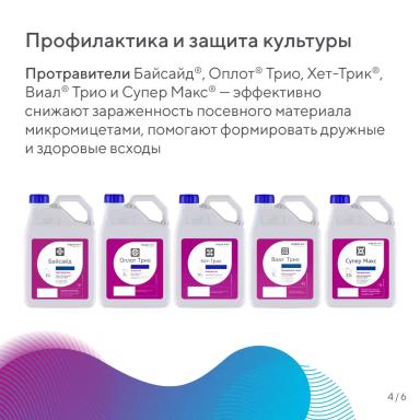 Чернь колоса зерновых культур – разбираем данное явление