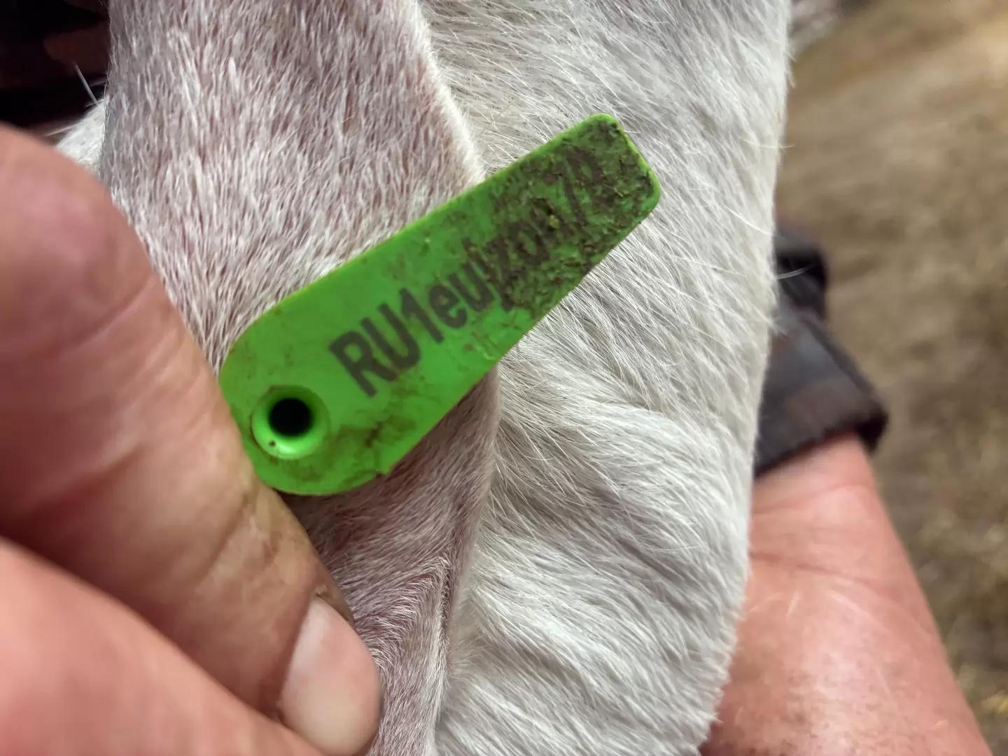 Новые бирки для коз.