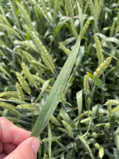 Причины появления физиологической пятнистости листьев пшеницы