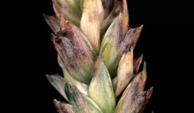 Септориоз колоса