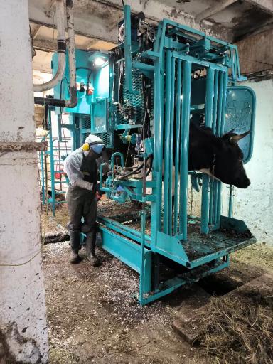 Стратегический комплексный подход к здоровью копыт