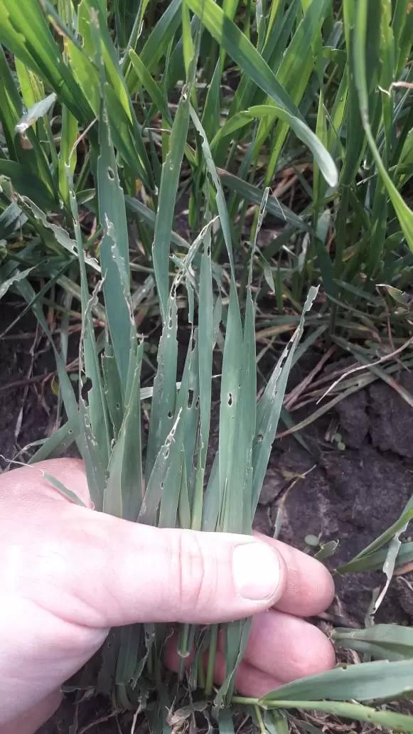 Причина повреждения пшеницы 