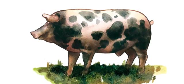 Литовская местная (литовская сережчатая) порода свиней